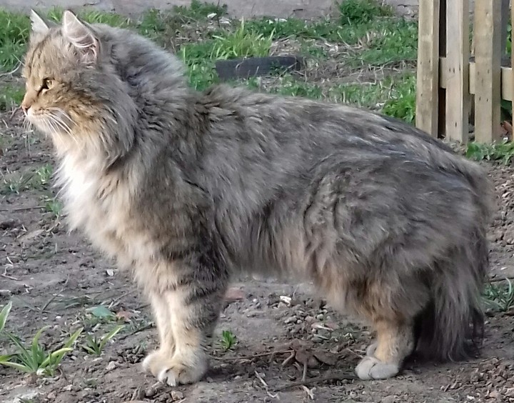 защита
