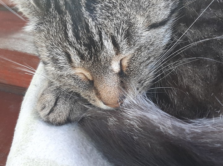 котик