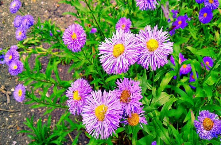 Purple Wild
