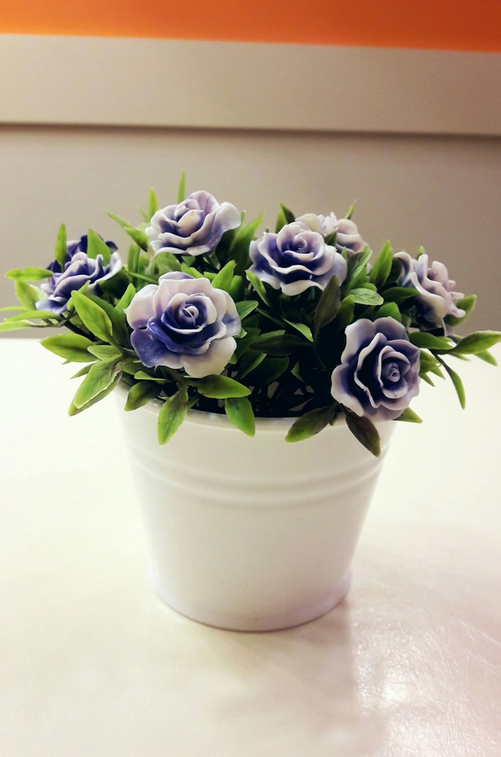 Blue Roses