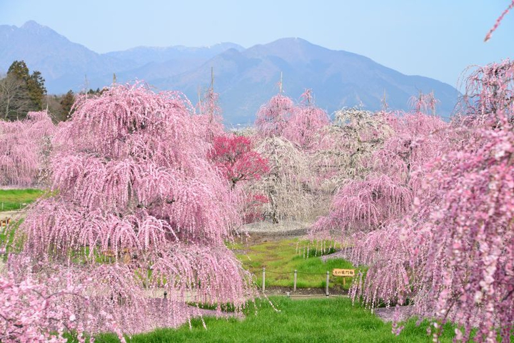 willowy plum trees