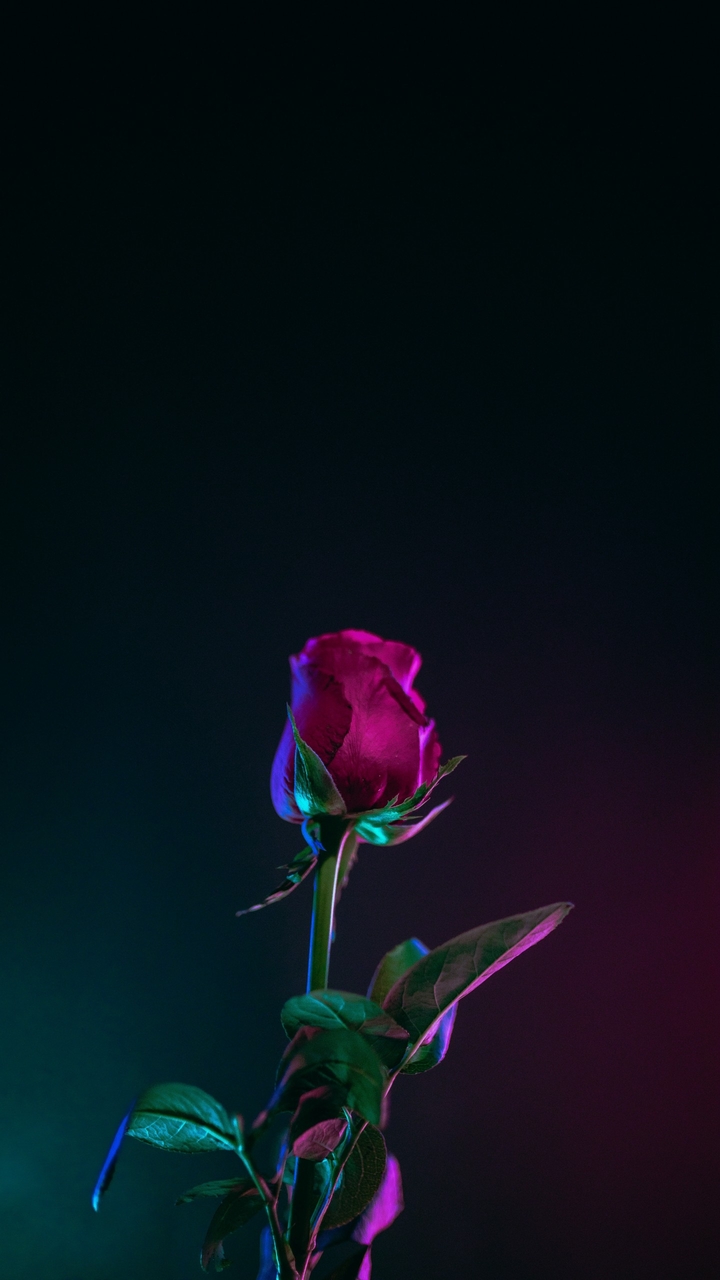 .a.