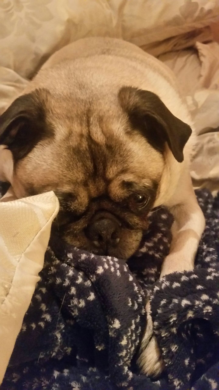 Sleepy Pug