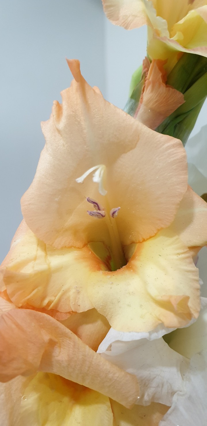 Beautiful flower
