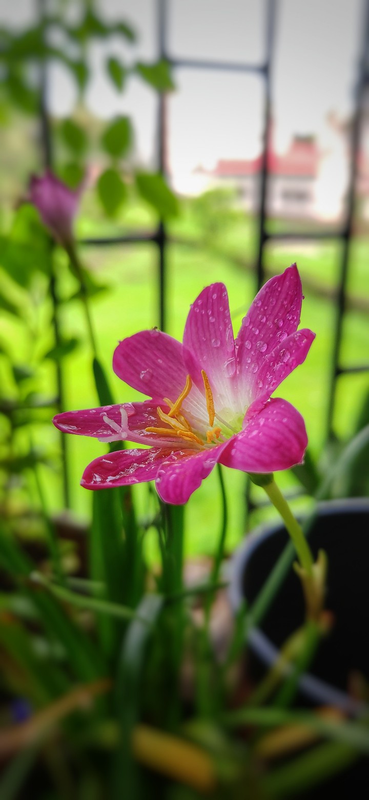 Beautyfull Pink Lily