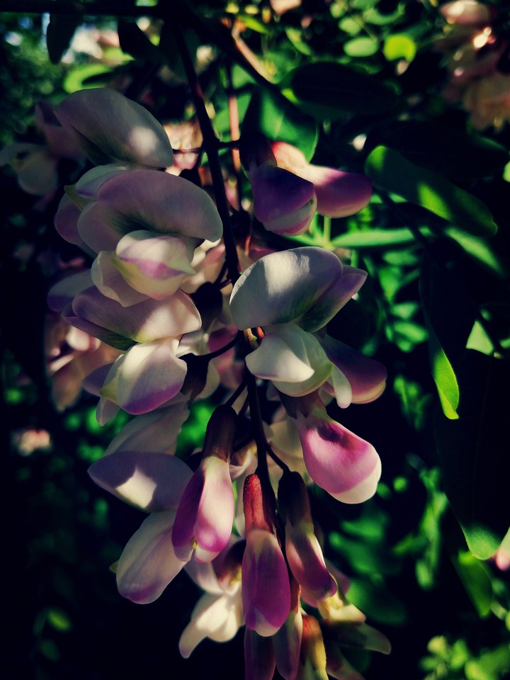 Summer flowers