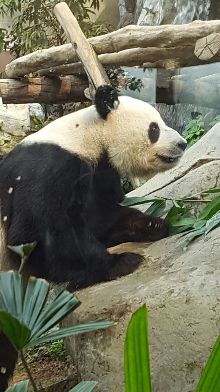 panda bear!