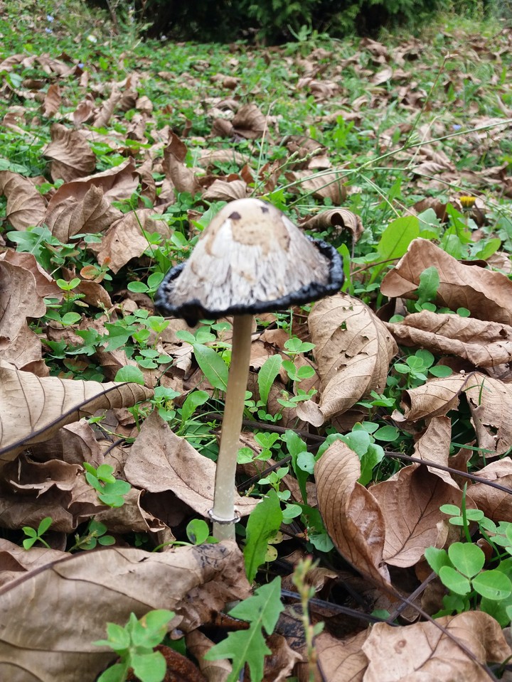 Pečurka u šumi