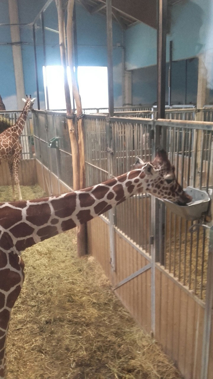 au zoo