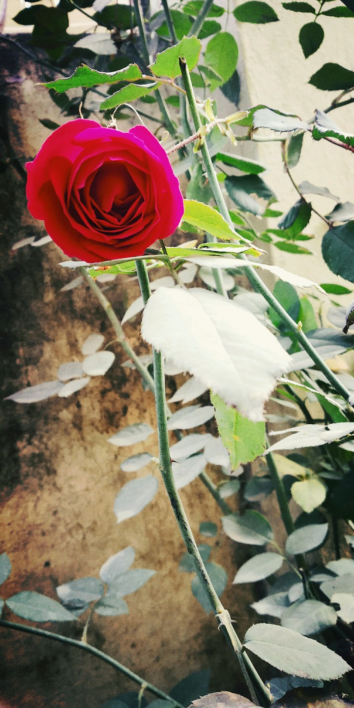 roes flower
