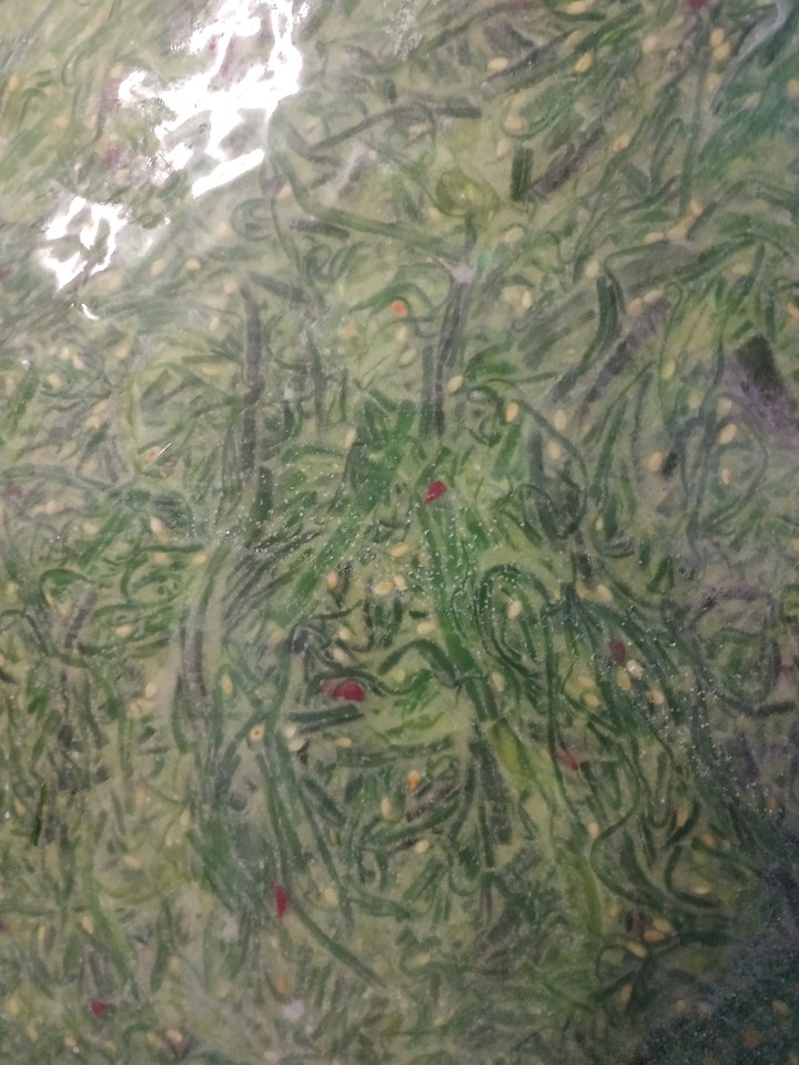 frozen wakame salad