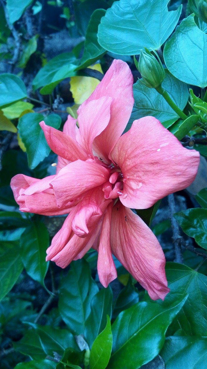 hibiscus