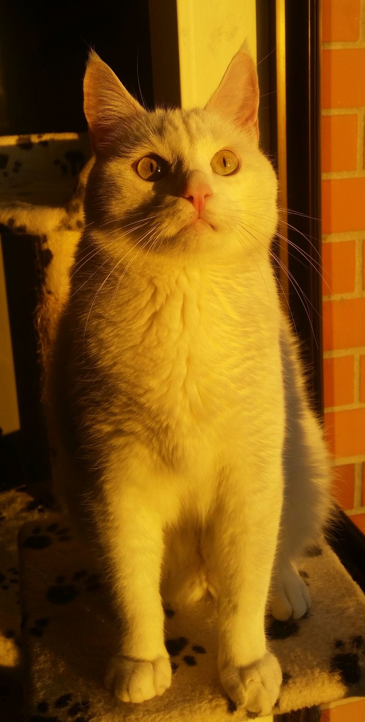 Al Sol