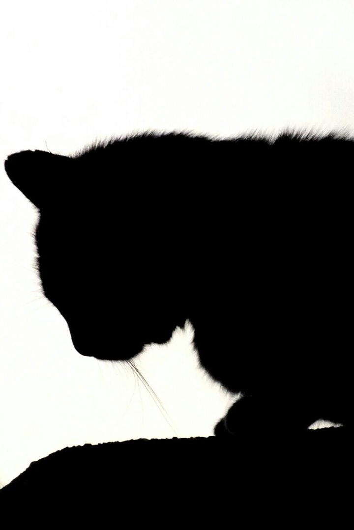 kedi