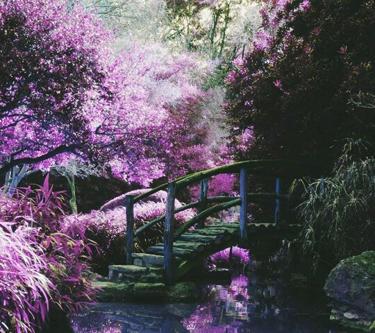 The bridge