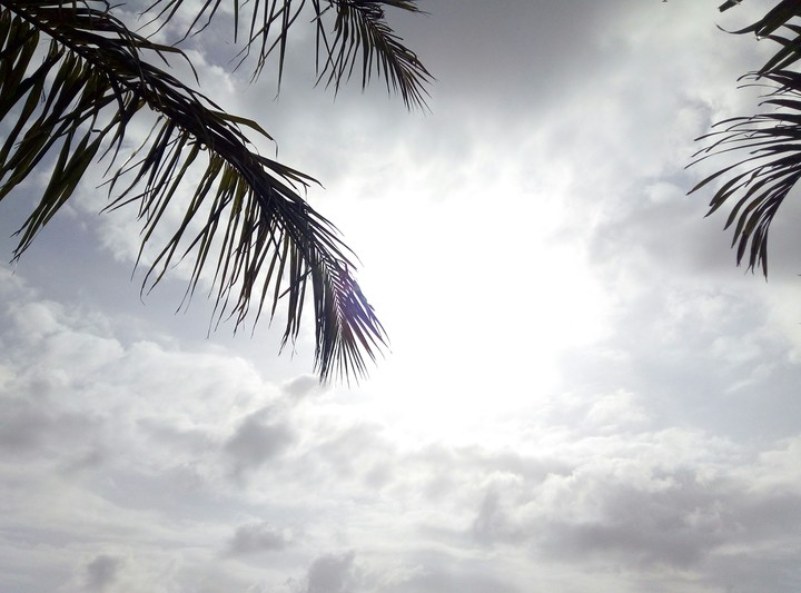sky and coconut