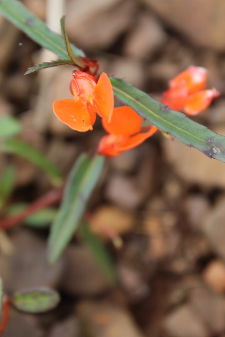 macro picture