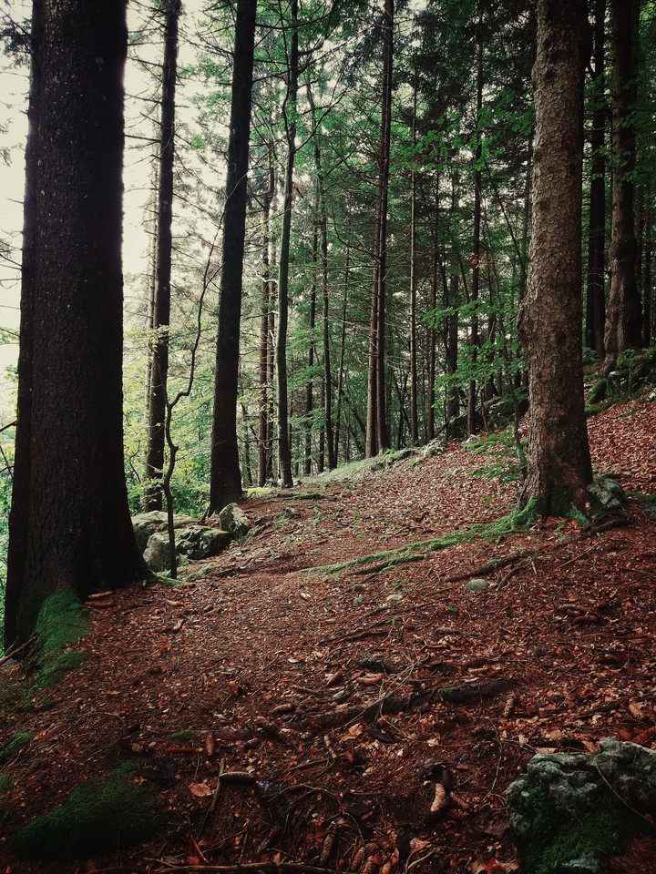 Forest