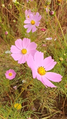 코스모스