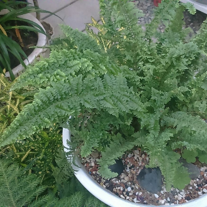 گلخانه رز