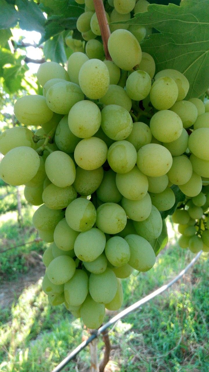grapes