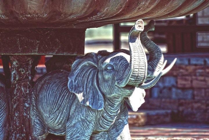 elephant