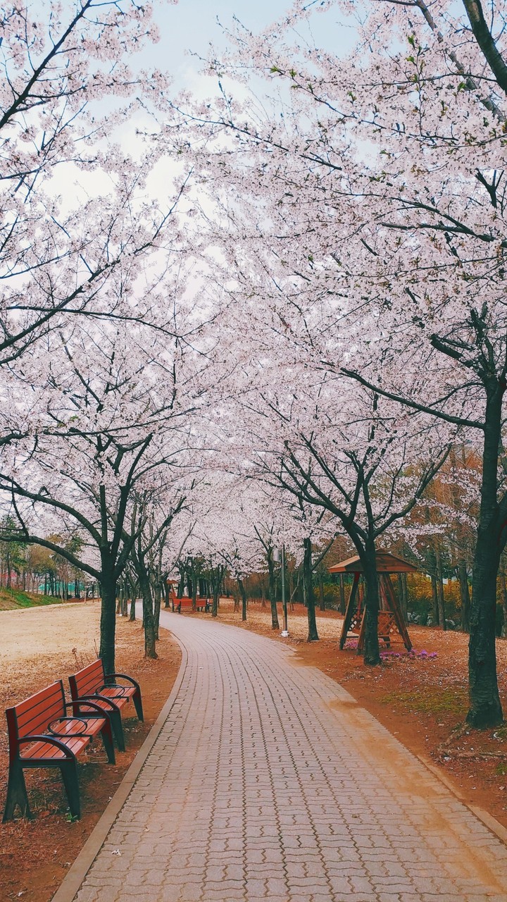 벚꽃길