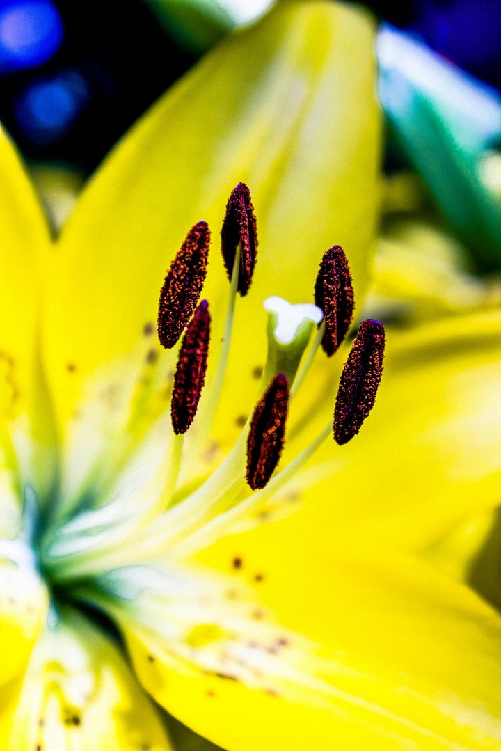 yellow lilly