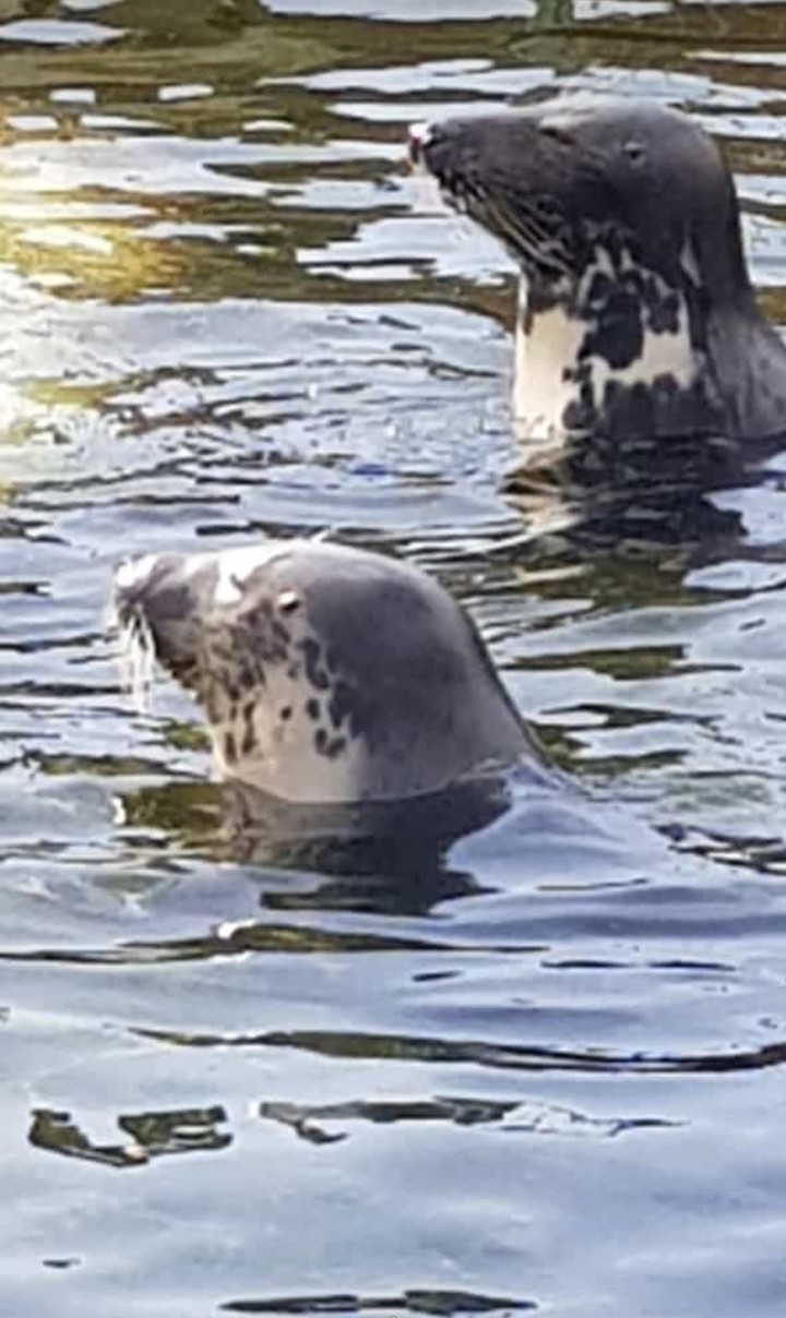 sea dogs