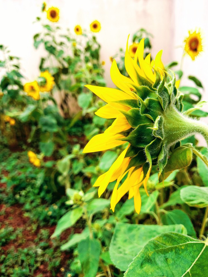 Everyone loves sunflowers