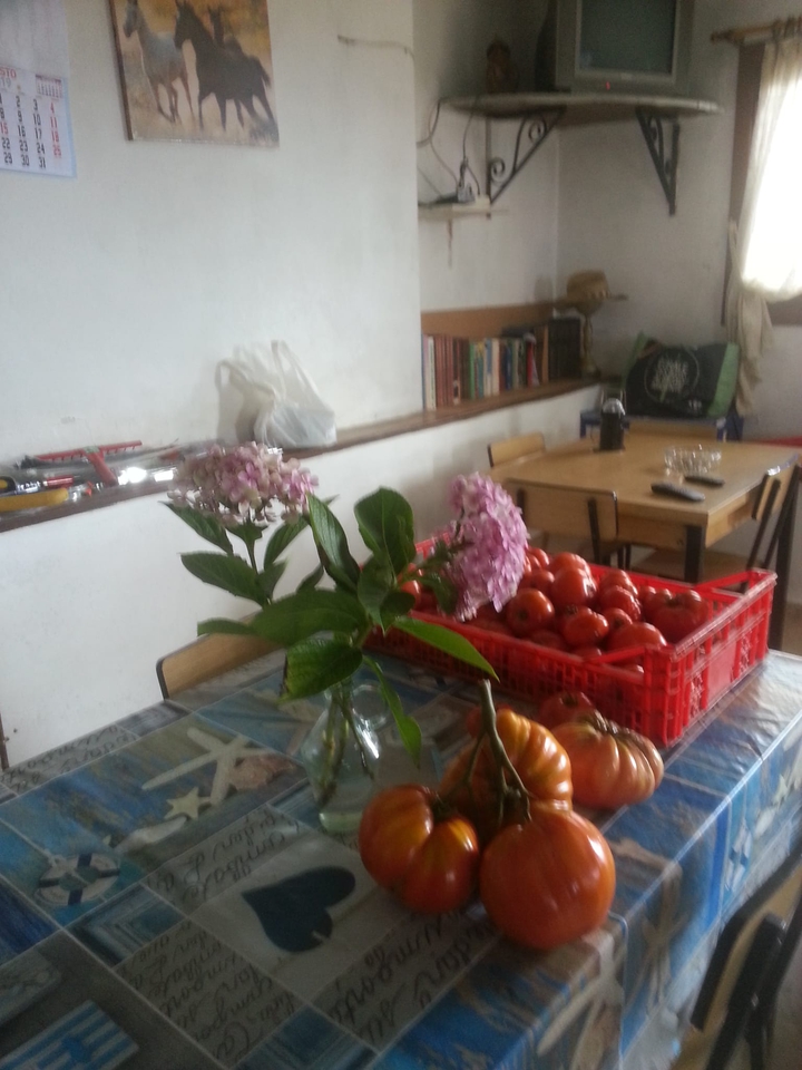 Tomates