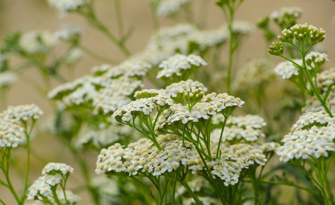 sfondi shrub, spring