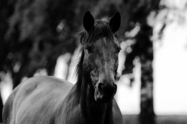 horse