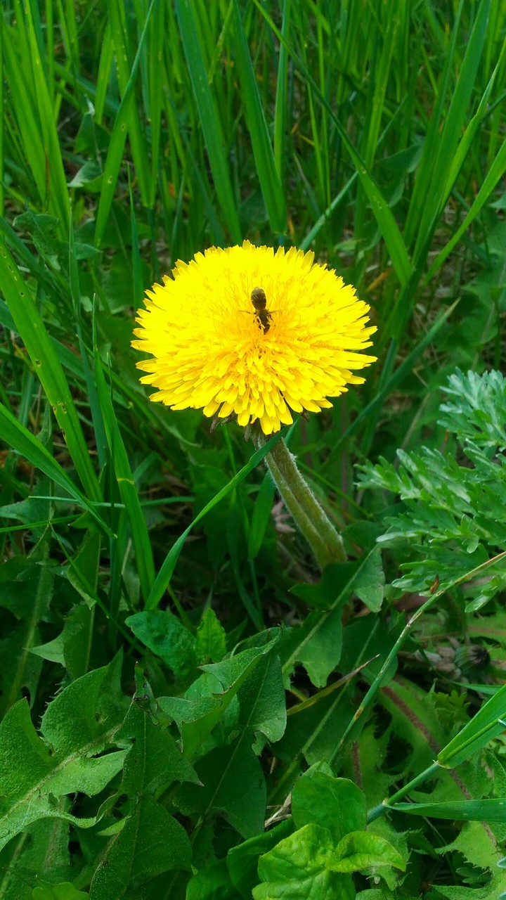 Big and yellow))