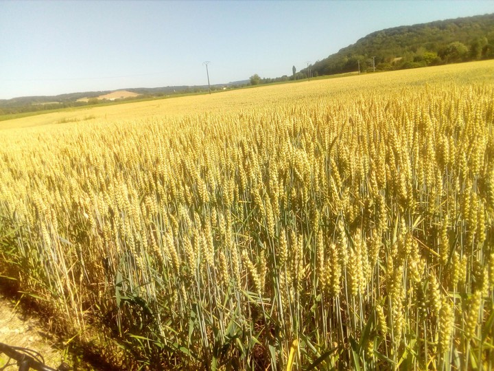 moisson