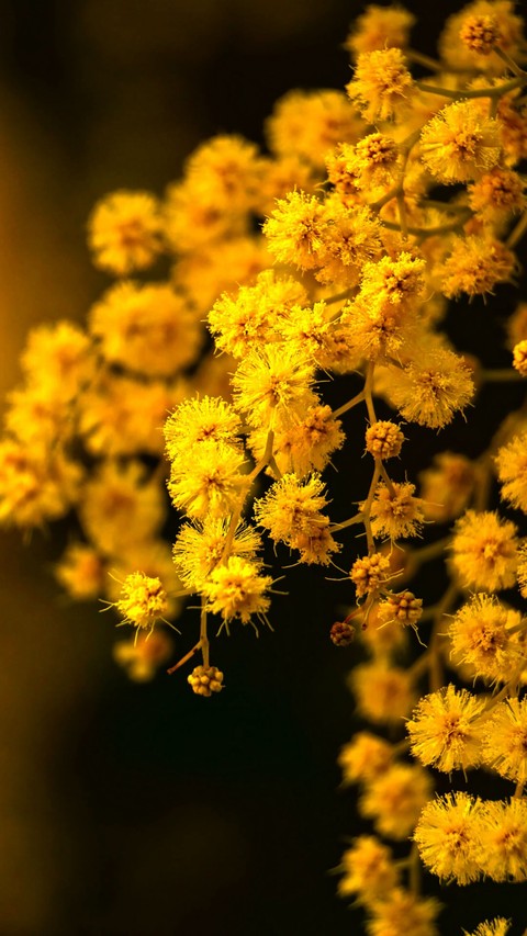 тапети Yellow, forb