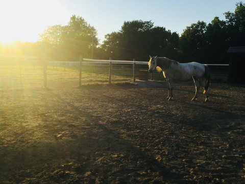 Name, pasture háttérképek
