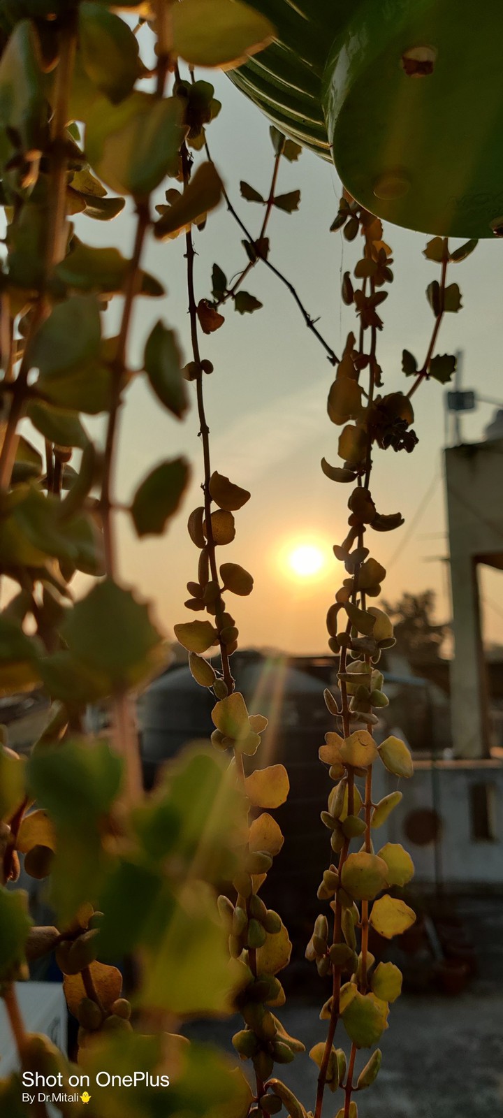 Sun Set