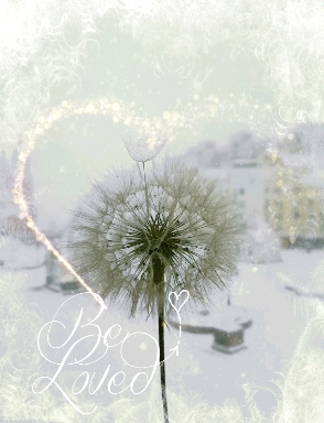 lovely dandelion.