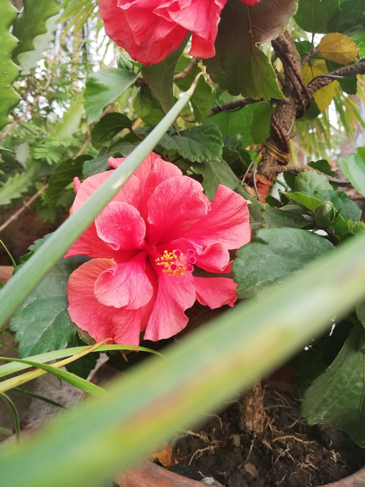flowers#