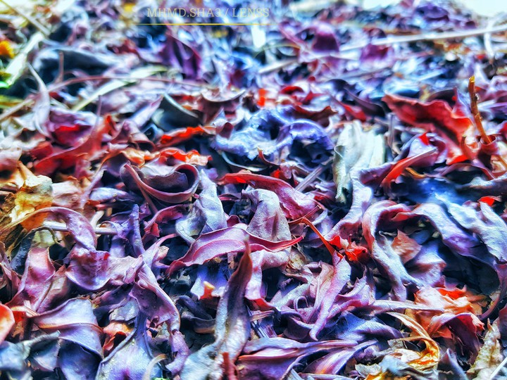 leaves morning