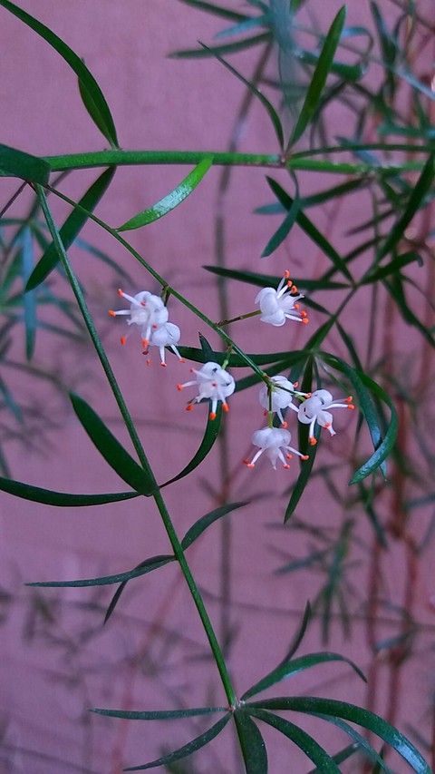 шпалери blossom, purple