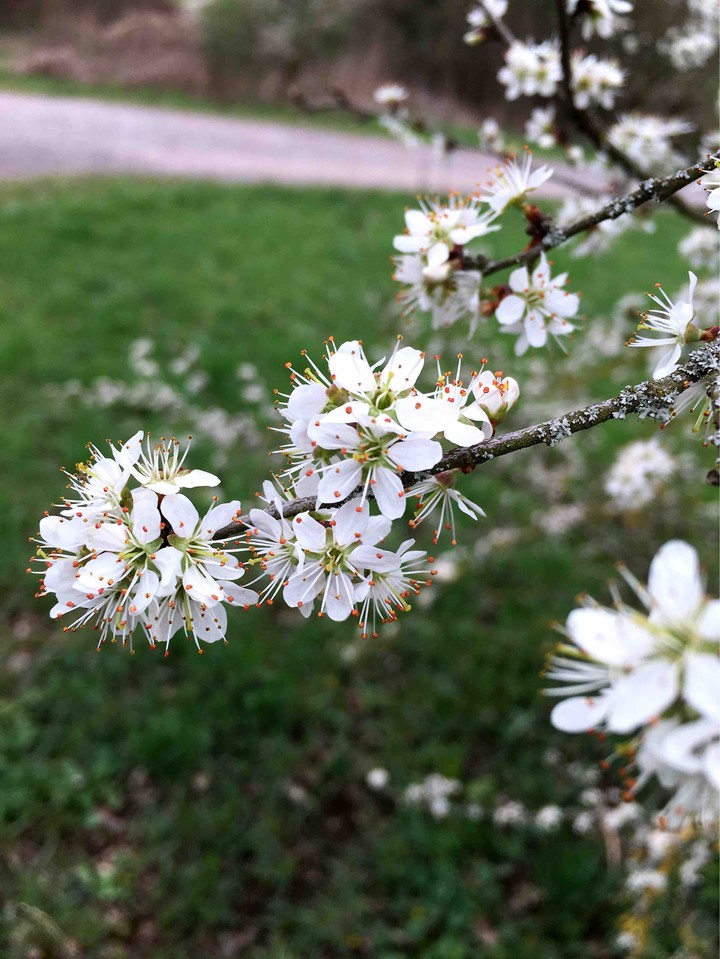 blossoms