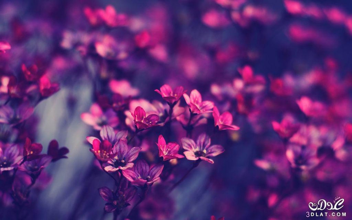 purple flowers