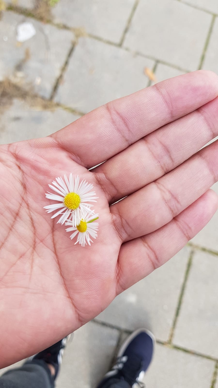 Chamomile