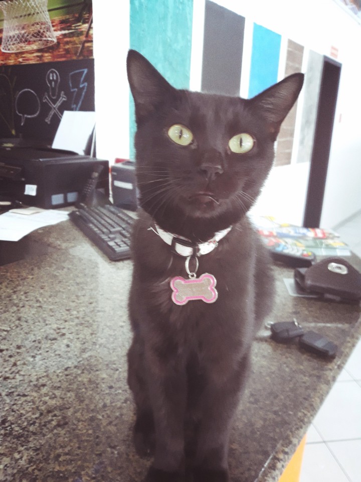 cat