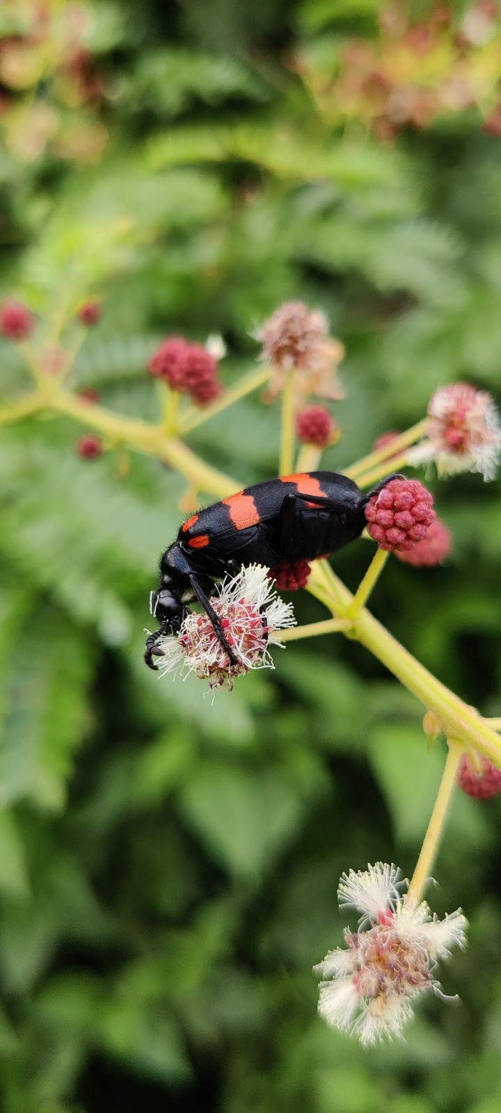 Mylabris insect on a flower