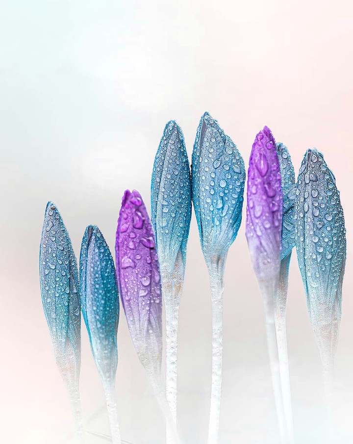 krokus