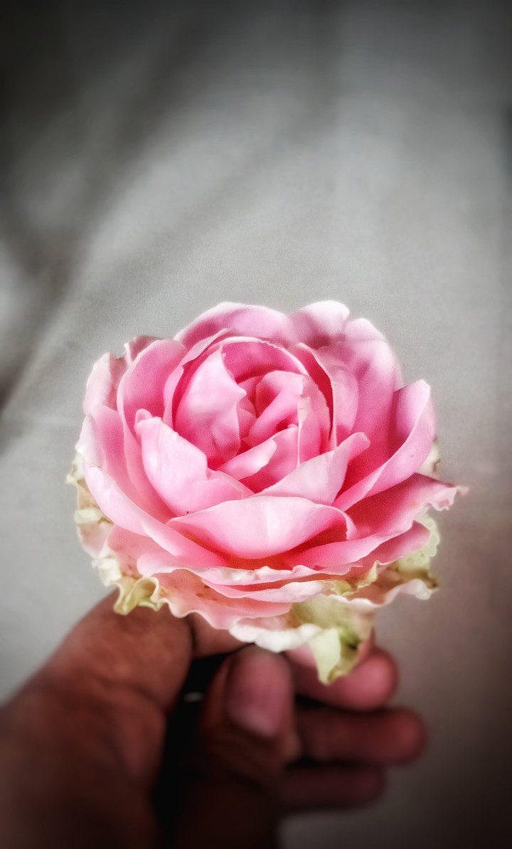 pink rose