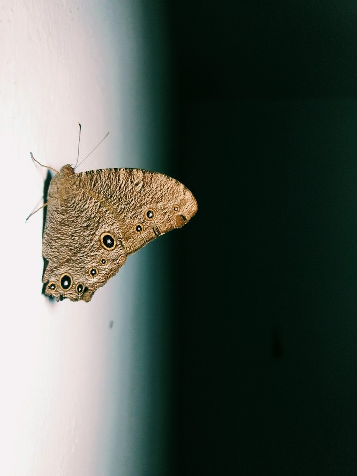 Rudy Butterfly 